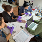 botulism banding