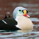King eider