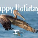 Happy Holidays Image with Brown Pelican flying
