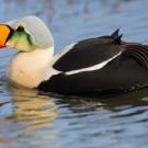eider