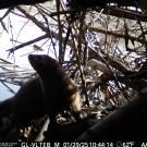 Trail Cam Photo of a Mink