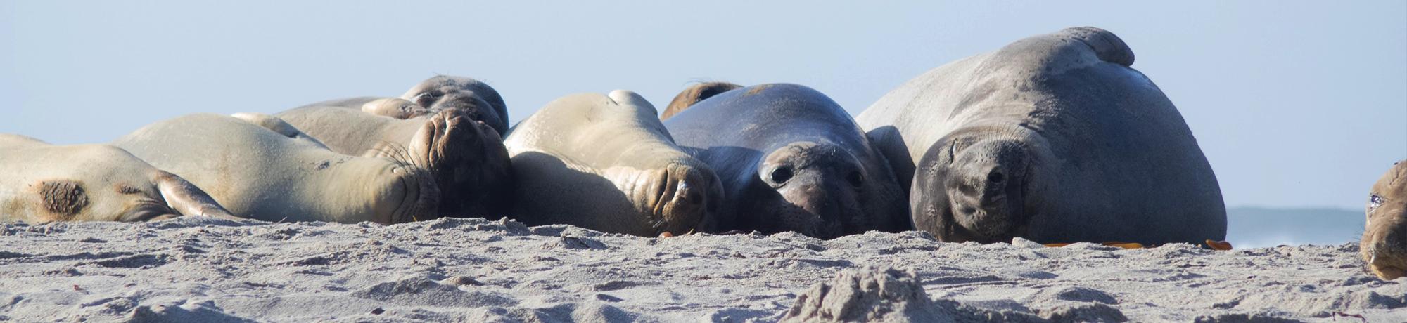 sleeping elephant seals