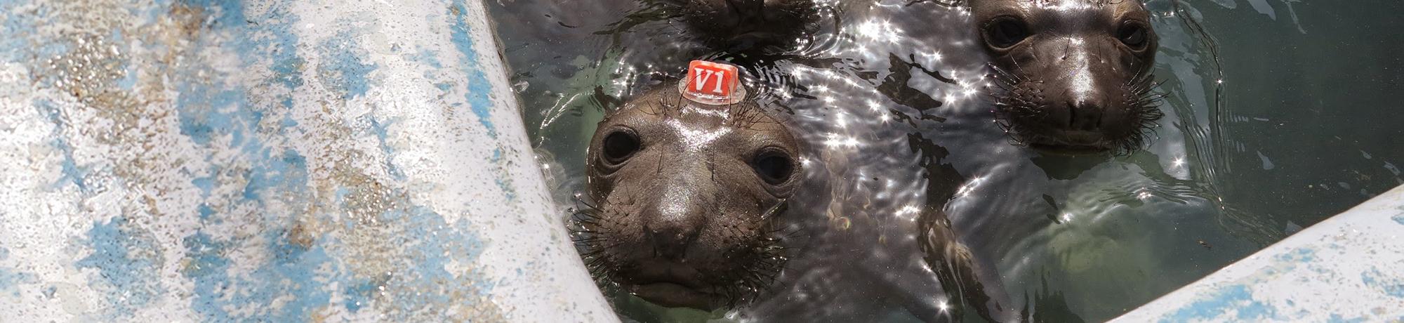 seals in rehab