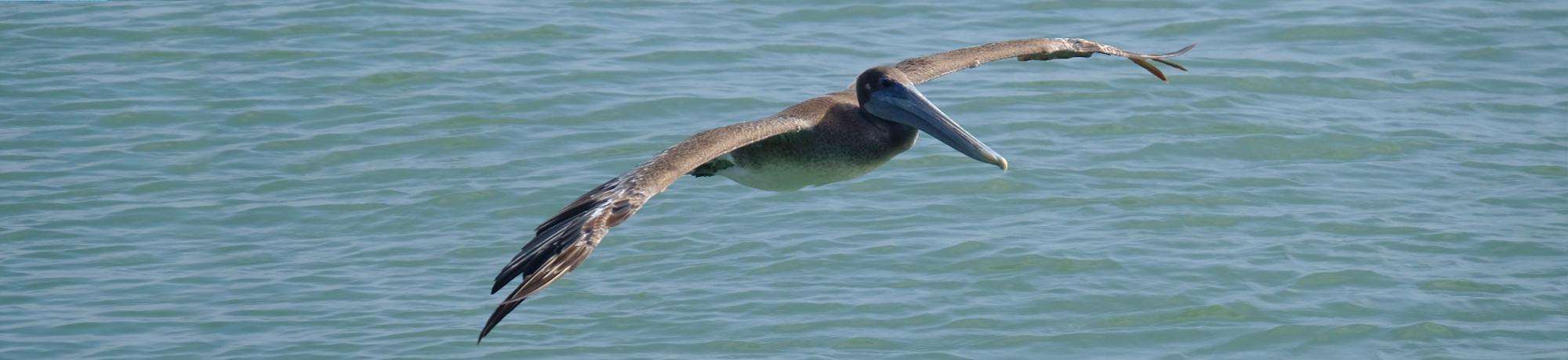 flying pelican