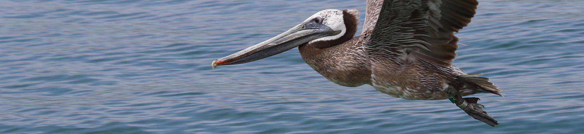 flying brown pelican