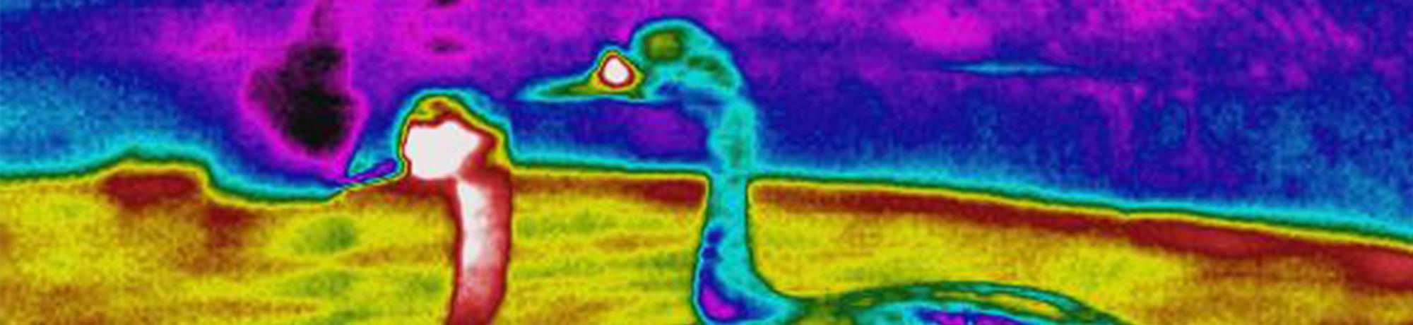 grebe thermography
