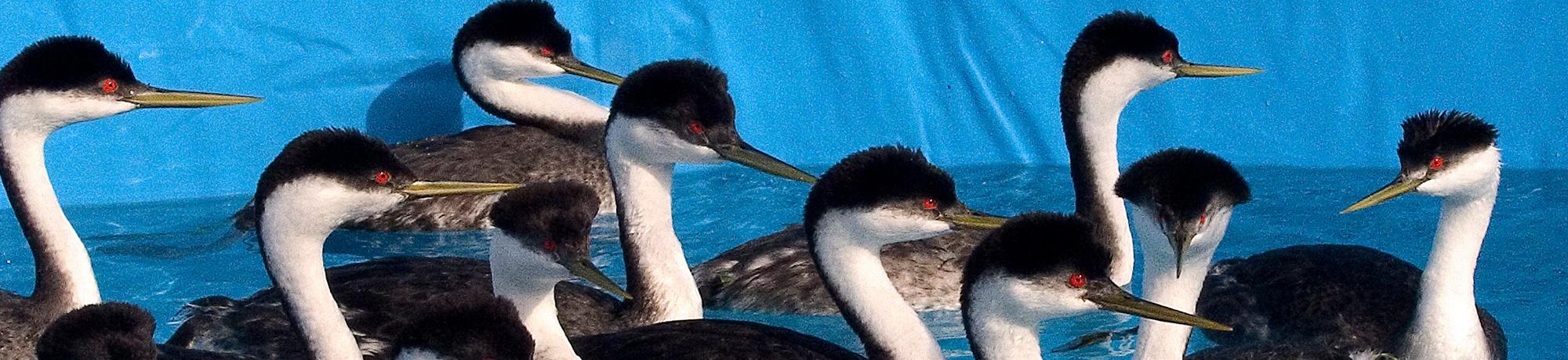 grebes recovering in pool