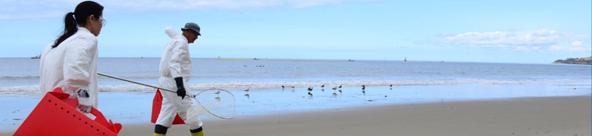 OWCN beach recovery