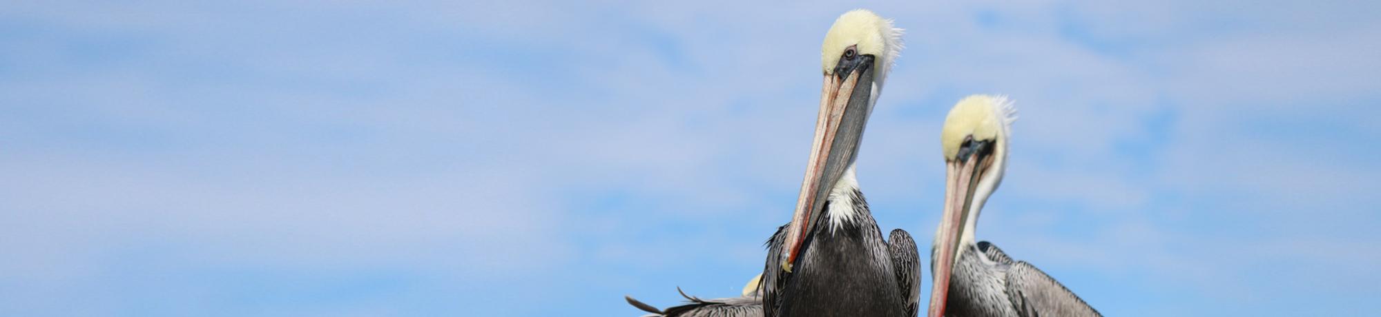 brown pelicans