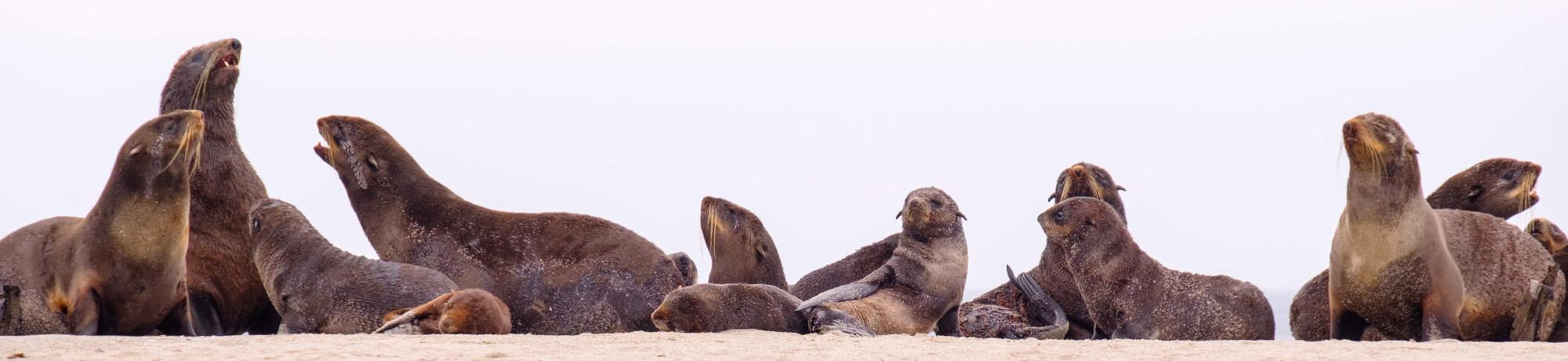 fur seals on the beach