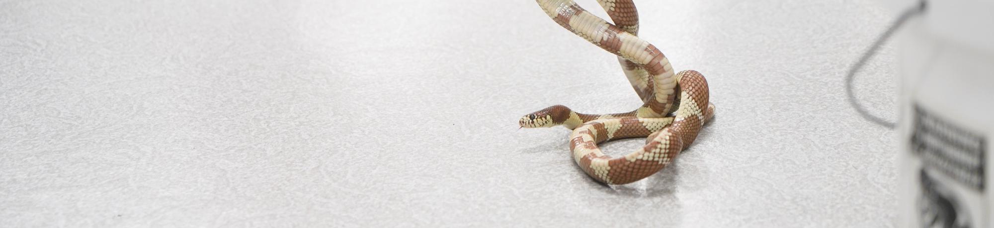 snake 