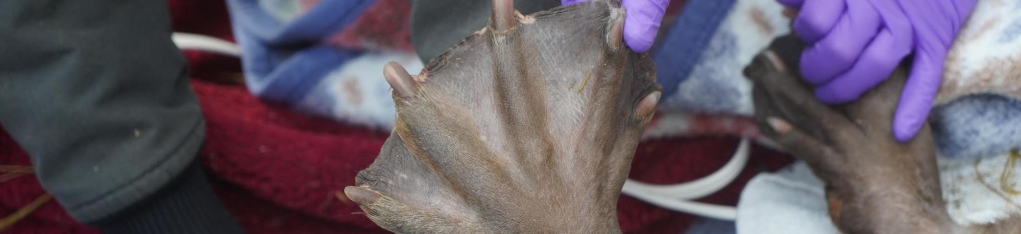 beaver foot