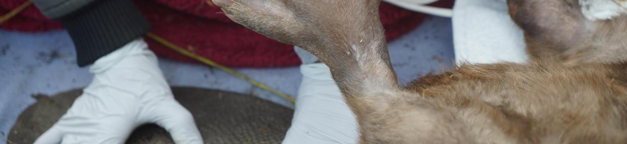 beaver foot
