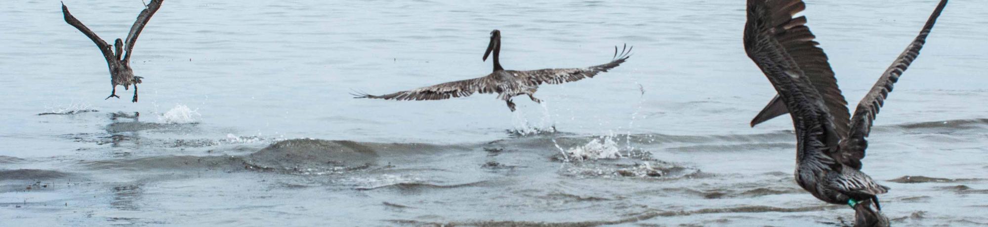 brown pelicans released back to the wild